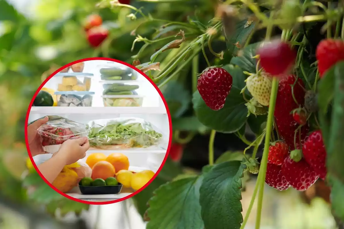 Detall de menys de persona introduint un tàper amb maduixes en una nevera plena de fruites i verdures, en un cercle vermell sobre fons de pla detall d'una maduixera