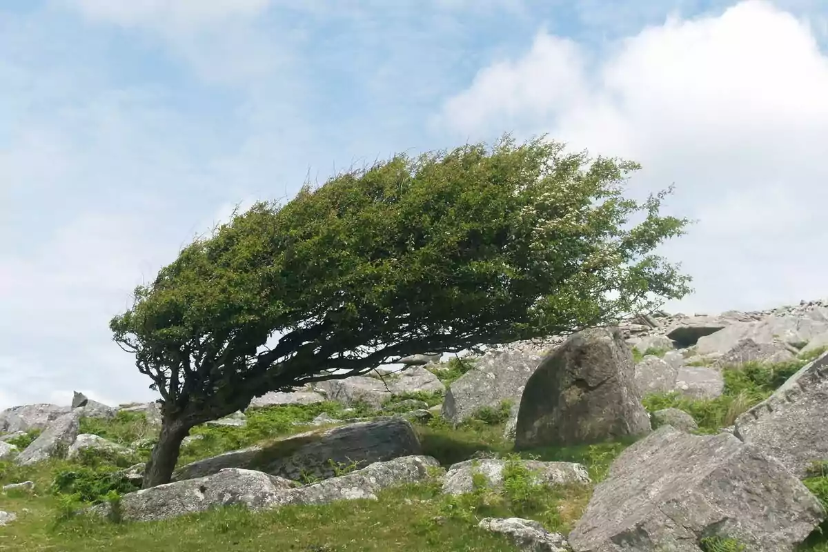 Arbre inclinat pel vent en un paisatge rocós sota un cel parcialment ennuvolat.