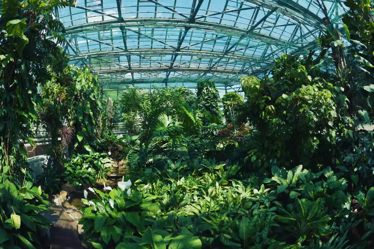 Invernadero lleno de exuberante vegetación tropical bajo un techo de vidrio.