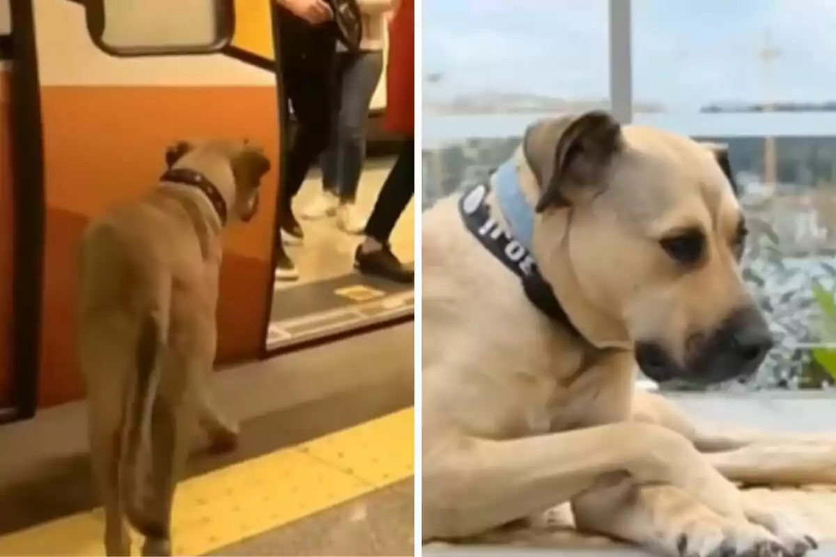 Un gos amb collaret està entrant a un vagó de tren a la imatge de l'esquerra i descansant a la imatge de la dreta.