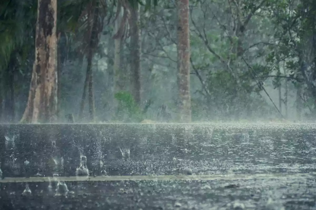 Una carretera mojada por la lluvia en medio de un bosque.