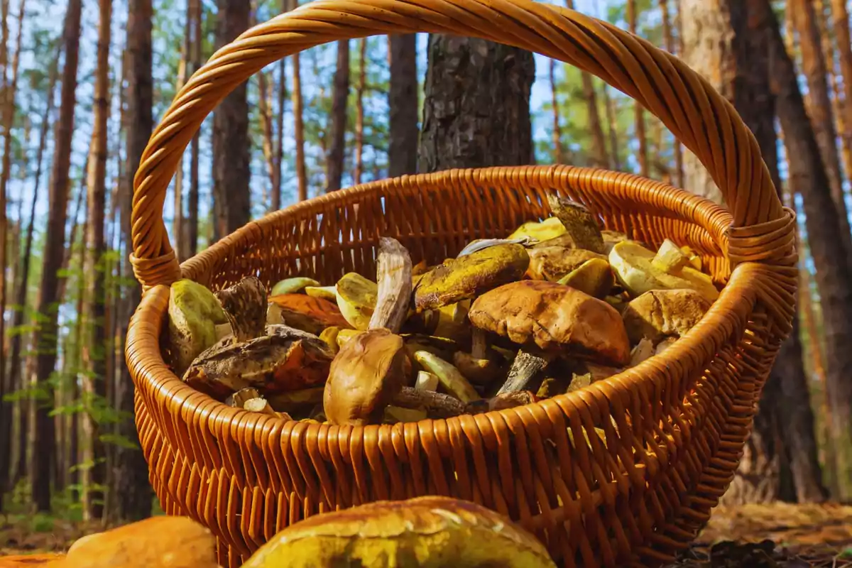 Cesta de mimbre llena de setas en un bosque.