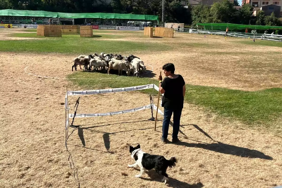 Una persona con un bastón y un perro observan un grupo de ovejas en un campo cercado.