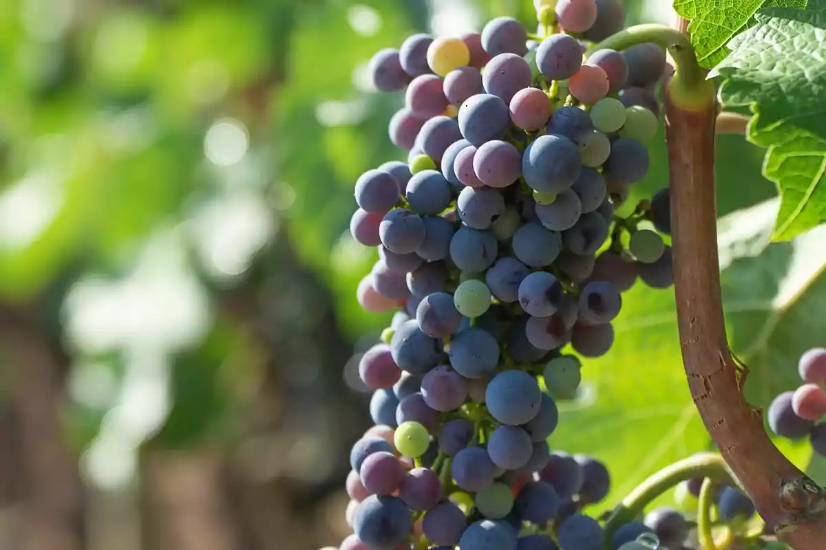 Racimo de uvas maduras en una vid con hojas verdes de fondo.