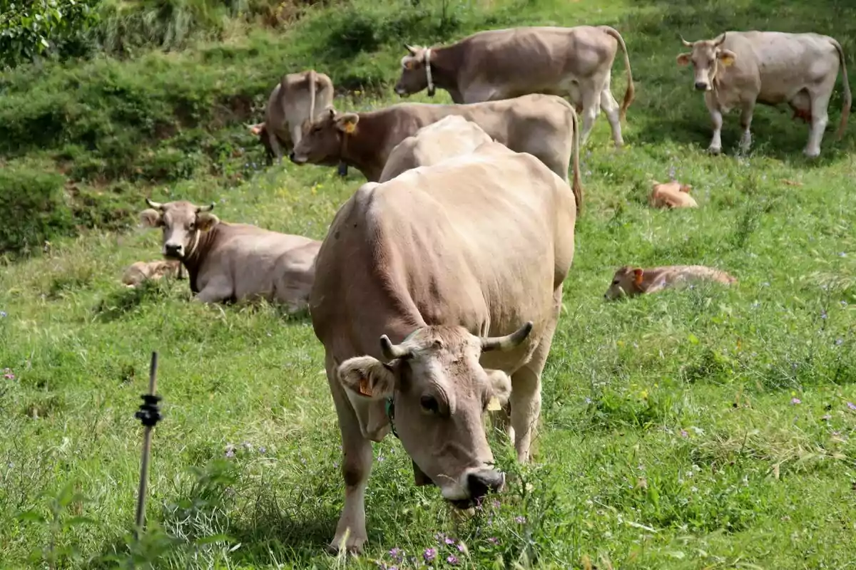 Un grupo de vacas pastando y descansando en un campo verde.