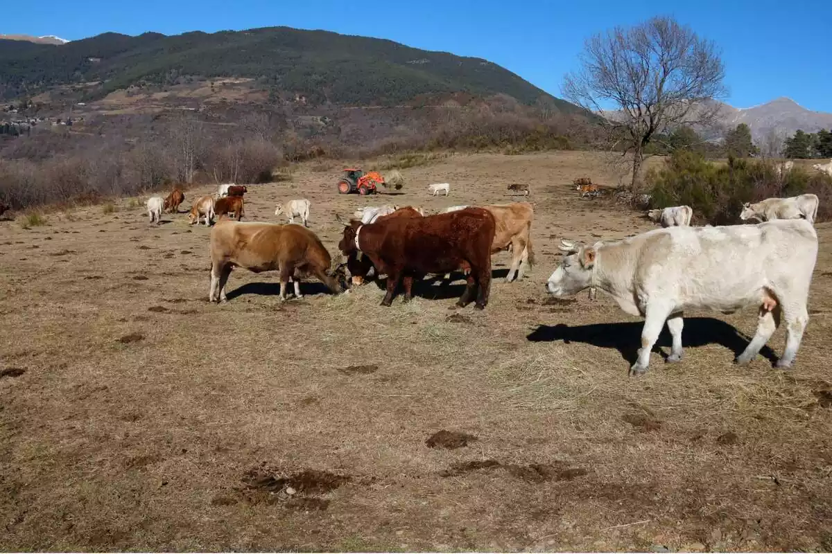 Imatge de vaques pasturant