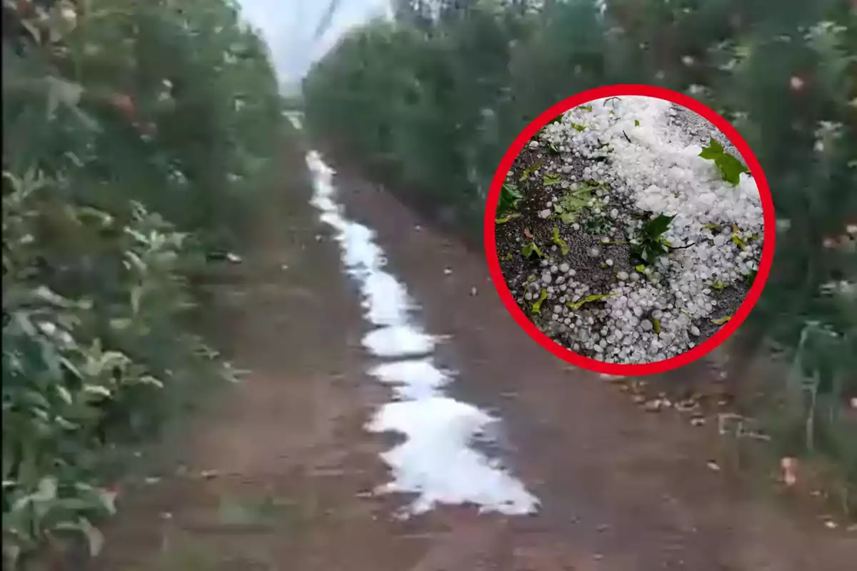 Un camí de terra envoltat de vegetació amb una acumulació de calamarsa al centre i un cercle inserit que mostra una imatge ampliada de la calamarsa a terra.