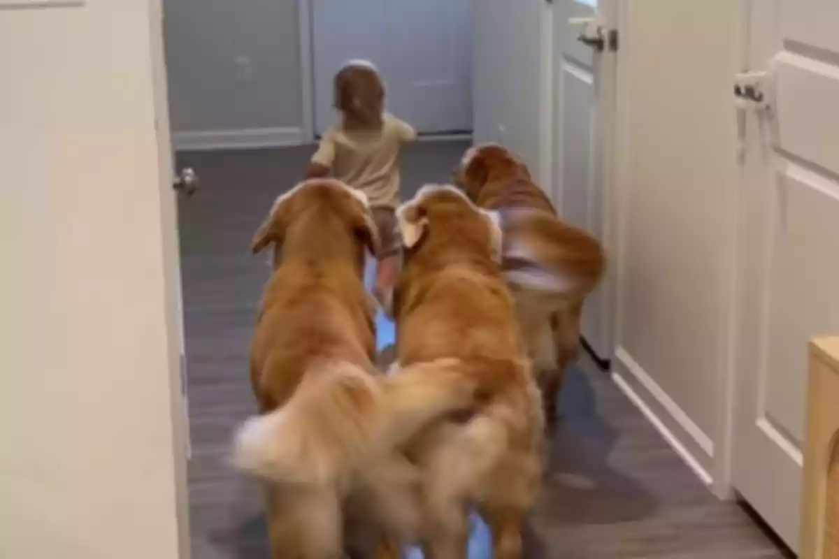 Un nen petit caminant per un passadís seguit de tres gossos golden retriever.