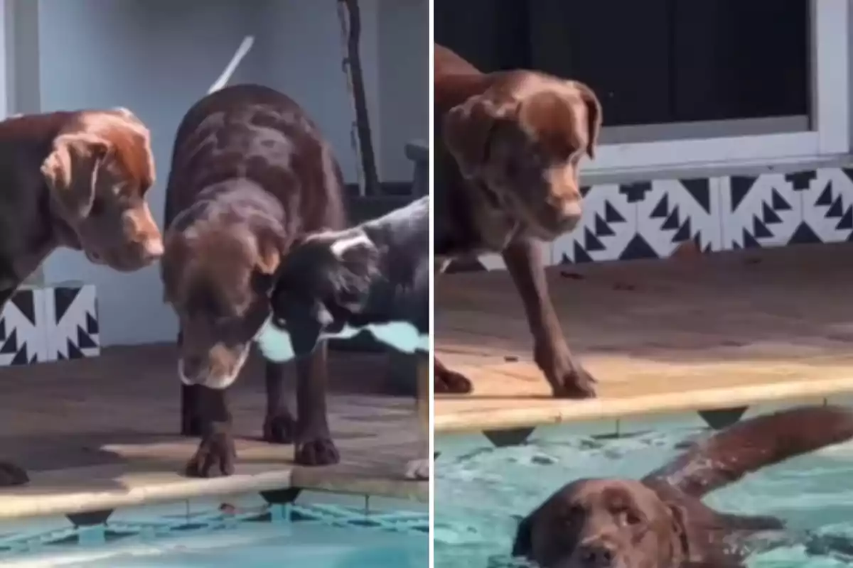 Dos gossos observen un altre gos nedant en una piscina.