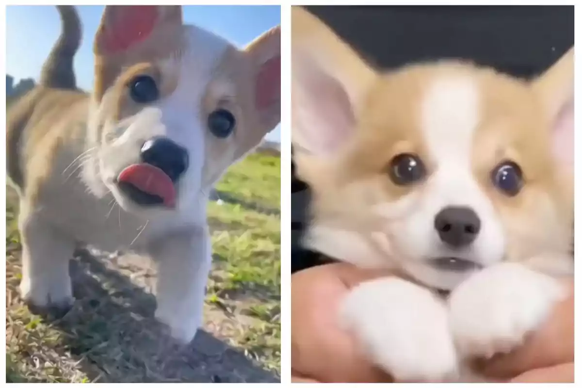 Dos cadells de corgi, un llepant-se el nas mentre camina sobre la gespa i un altre sent sostingut amb una expressió tendra.