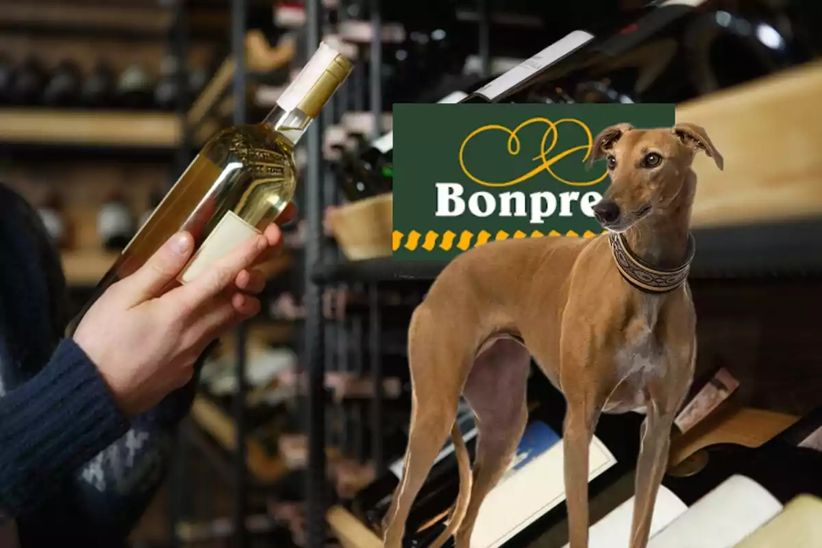 Ampolles de vi i un gos llebrer al costat del logo de Bonpreu