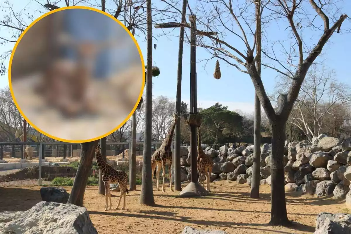 Muntatge amb una imatge de girafes al zoo de Barcelona ia la cantonada superior esquerra, dins d'un cercle i difuminada, imatge de la cria a què fa referència la notícia