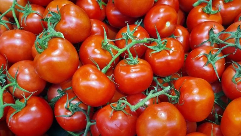 Tomàquets de sucar pà